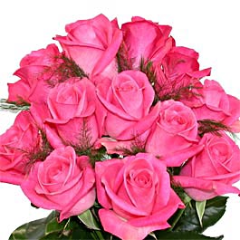 Pink Roses